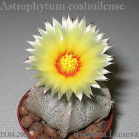  Astrophytum coahuilense