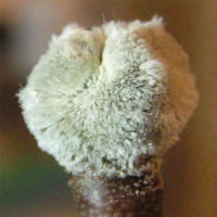 Astrophytum myriostigma cv. `Onzuka`