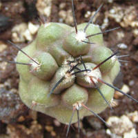 Copiapoa echinoides