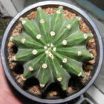 Echinopsis subdenudata