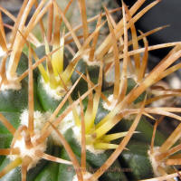Ferocactus chrysacanthus L010