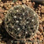 Copiapoa humilis FR464