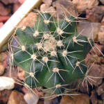 Echinocereus pulchellus ssp. venustus