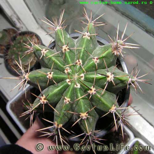 Echinopsis Tubiflora