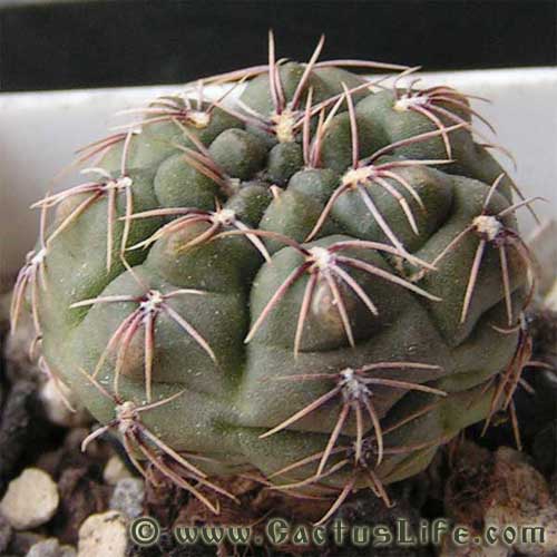 Gymnocalycium Baldianum P127