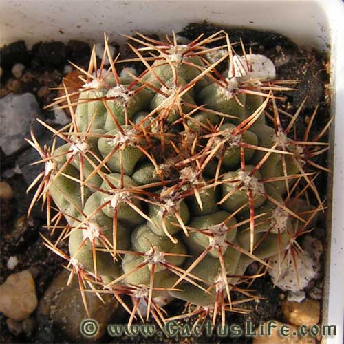 Gymnocalycium gaponii