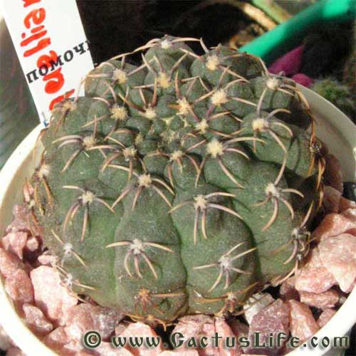 Gymnocalycium quehlianum