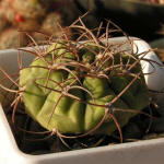 Gymnocalycium ambatoense STO266