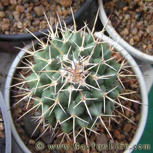 Mammillaria Cintricirha