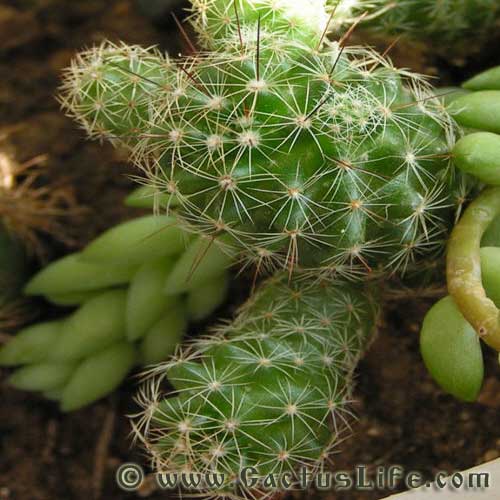 Mammilaria Gracilis