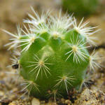 Mammillaria densispina