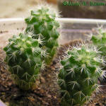 Mammillaria densispina