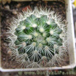 Mammillaria densispina