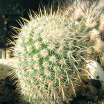 Mammillaria dixanthocentron LO60