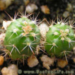 Notocactus submammulosus VG019