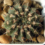 Notocactus tureczekianus P398
