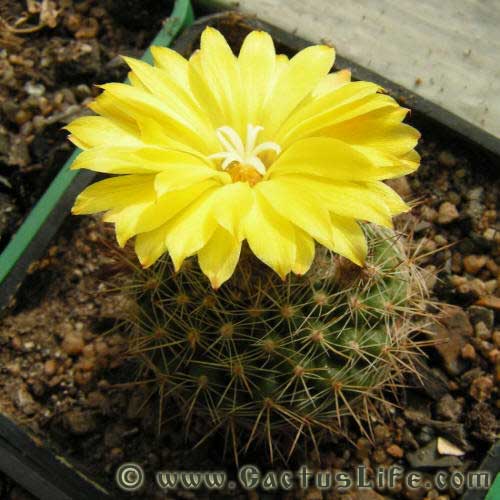 Parodia formosa