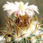 Stenocactus albatus