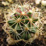 Thelocactus bicolor SB 563