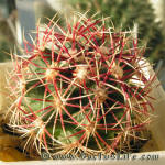 Thelocactus bicolor SB 563