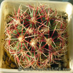 Thelocactus bicolor SB 563