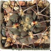 Gymnocalycium riojense ssp. piltziorum P 38