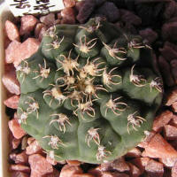 Gymnocalycium stellatum var. flavispinum