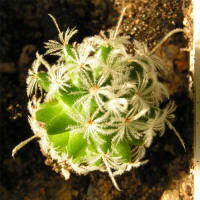Mammillaria duwei P 301