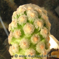 Mammillaria theresae albiflora