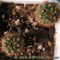Notocactus submammulosus L502