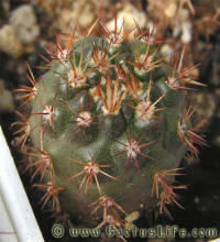 Notocactus submammulosus L502