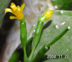 Hatiora salicornioides