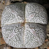 Astrophytum myriostigma cv. Onzuka