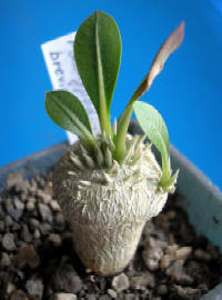 Pachipodium brevicaule